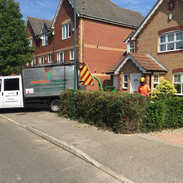 Practical Tree Care & Landscaping