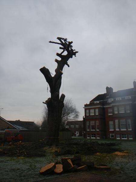 Calibra Tree Surgeons