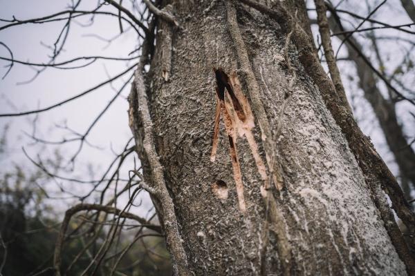 North Wales Tree Consultancy Ltd