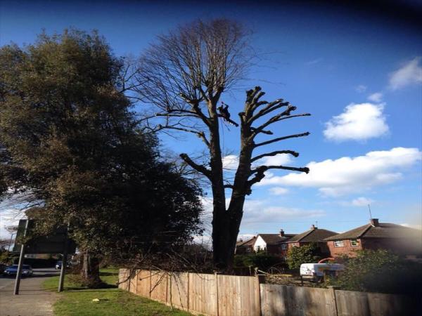 Essential Tree Services Ltd