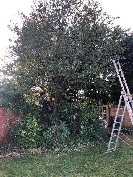 Essential Tree Services Ltd