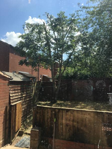 Robinson Tree Surgery