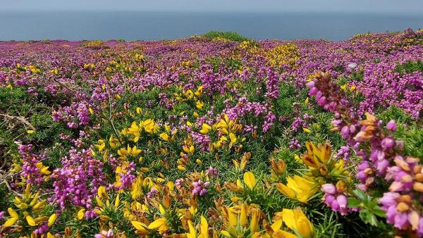 East Devon Gardens