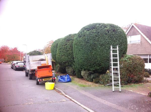 Tom Francis Tree Services