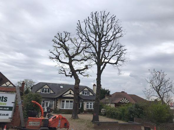 Tree Surgeons in Romford