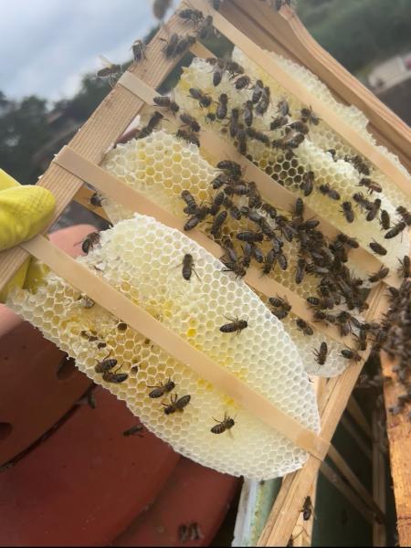 Lakeside Bee Services- Live Honey Bee Removals