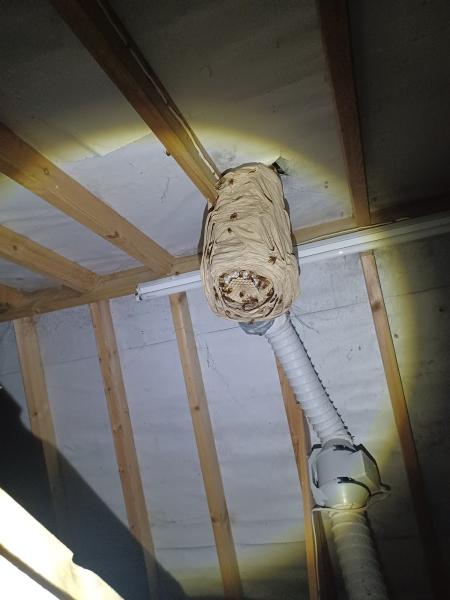 South Hams Molecatcher