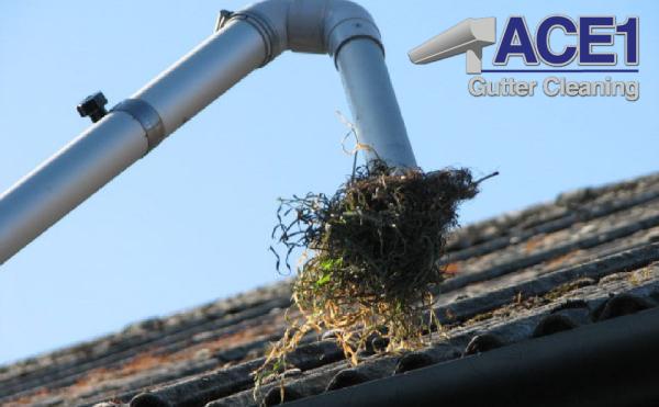 Ace1 Gutter Cleaning