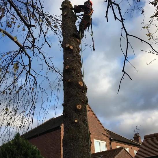 Laycock Firewood & Tree Experts
