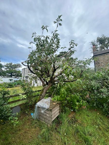 OJT Tree and Landscape Gardening