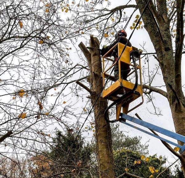 Green Countryside Tree and Hedge Care