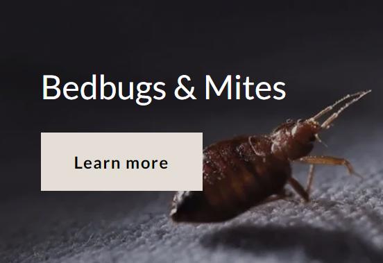 Dorset Pest Services