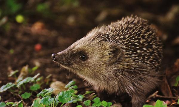 Hedge-Hogs Outdoor