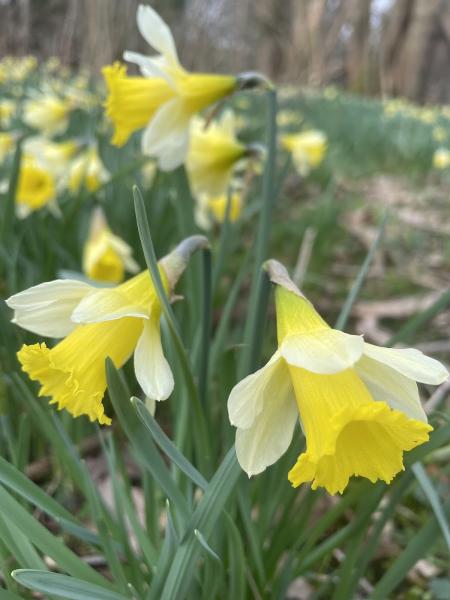 The Oswestry Gardener