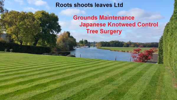 Roots Shoots Leaves Ltd