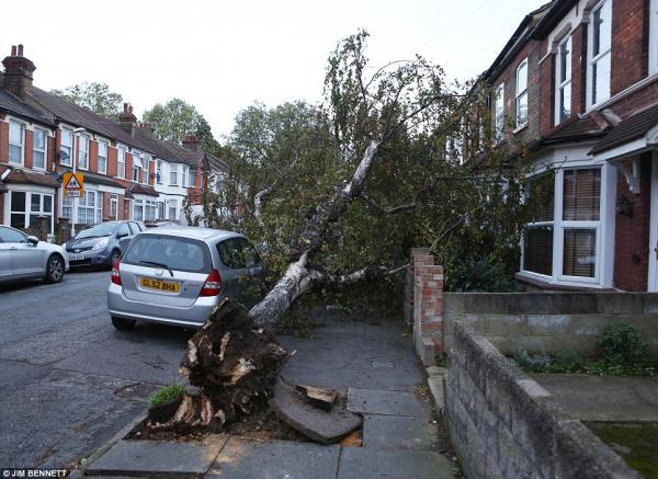 Congleton Tree & Stump Removals/Congleton Tree Surgeon