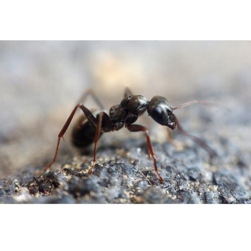 Ace Pest Experts