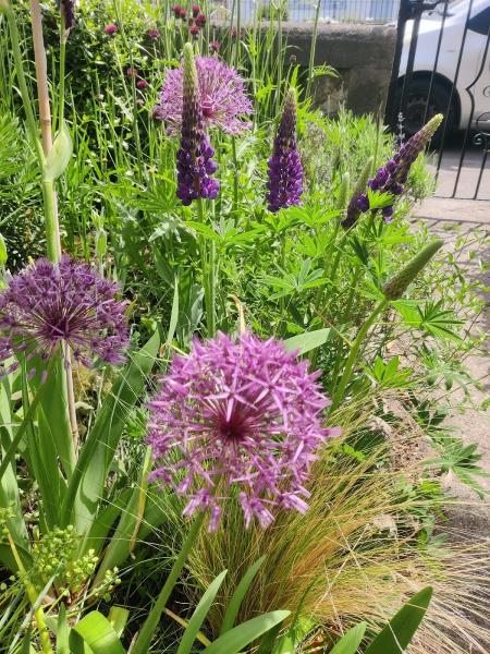 Blackwood Gardens