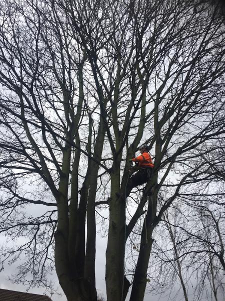 County Trees and Landscaping