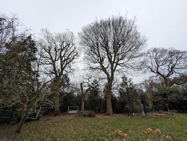 Cobwood Tree Services Ltd