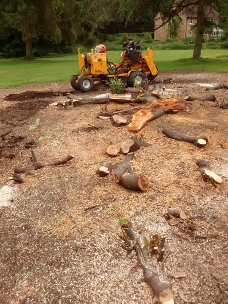 The Tree Stump Removal Company