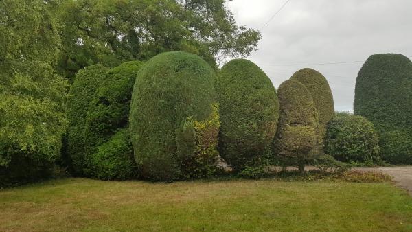 Redditch Tree Surgeons