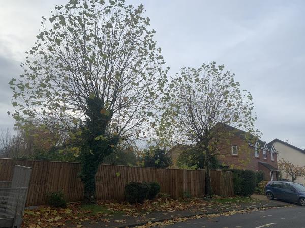 J Wheeler Tree & Woodland Services