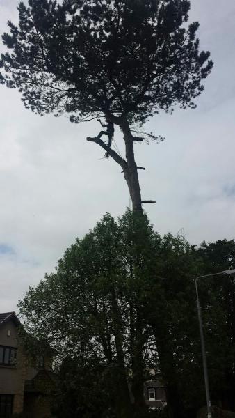 TLC Tree Surgery