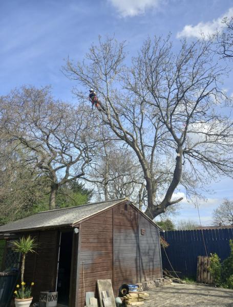 Miss Tree Services