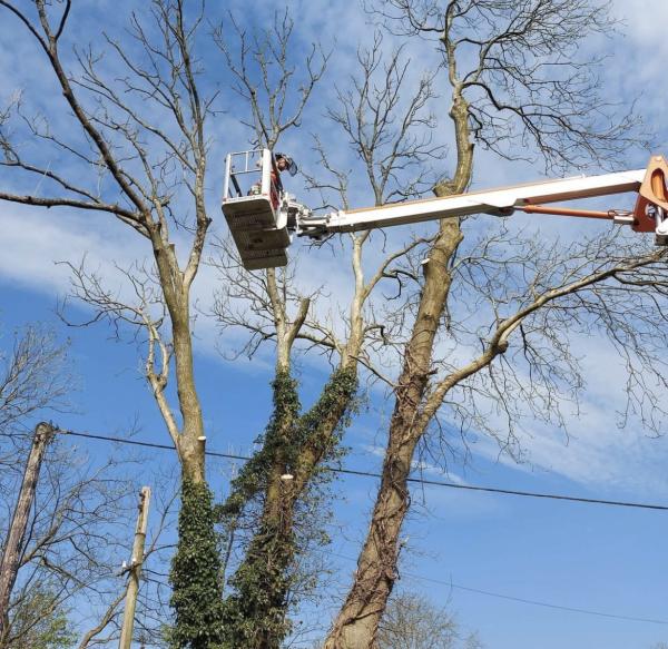 Roscoe Tree Services Ltd