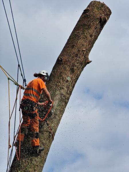 Roscoe Tree Services Ltd