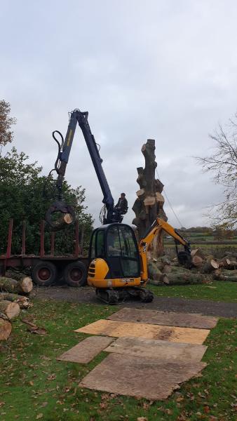 Stephen Bacon Tree Services
