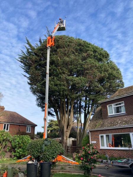 First Arboriculture