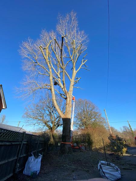 First Arboriculture