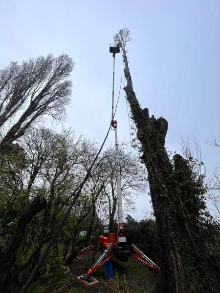 First Arboriculture