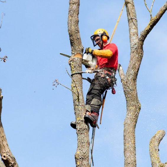 Treecut Services