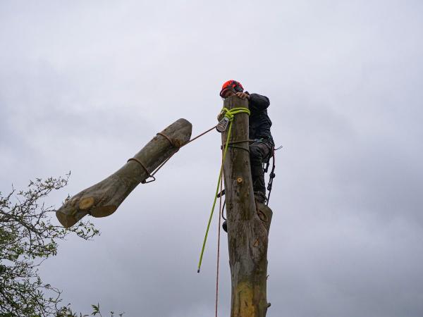 Above All Tree Care