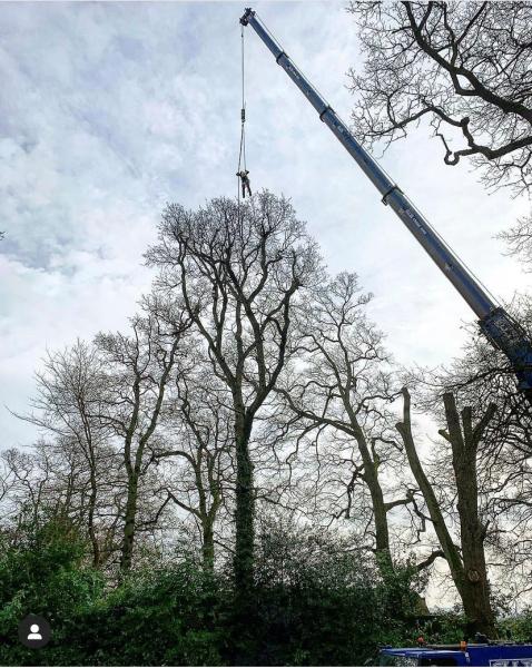 Adam Shayle Tree Services