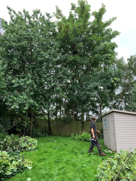 Leeds Tree Care