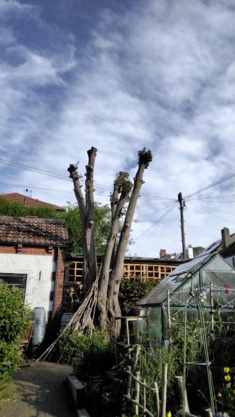 Leeds Tree Care