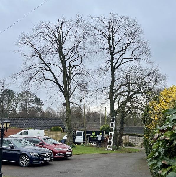 Aspen Tree Surgery Ltd