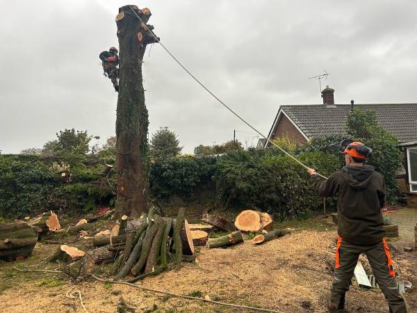 Evergreen Tree Surgery