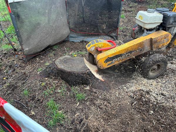 Evergreen Tree Surgery