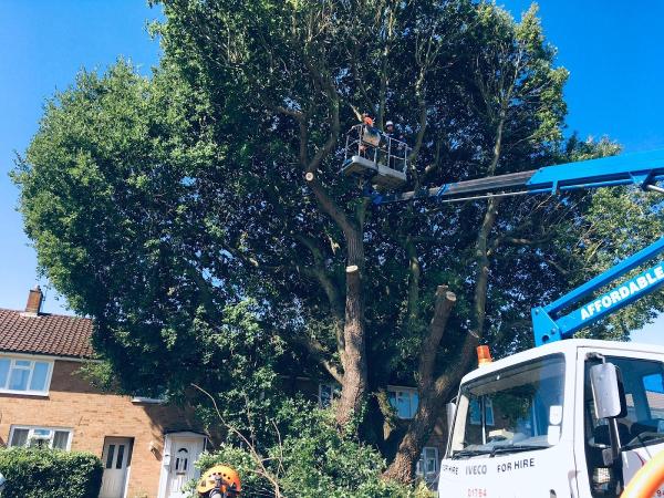 Portsmouth Tree Surgeons