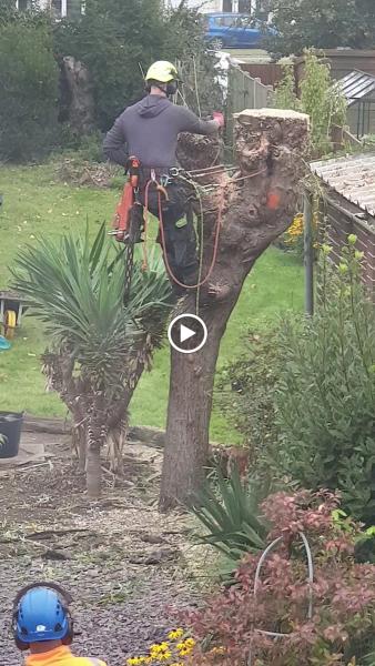 Kempster & Son's Tree Services