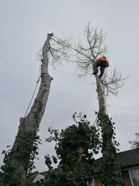 Kempster & Son's Tree Services