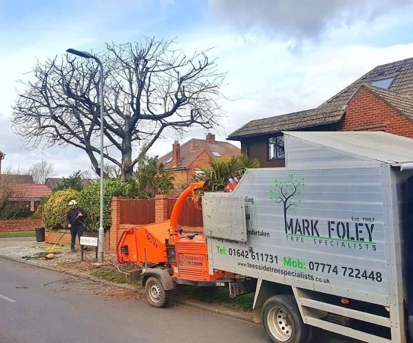 M Foley Tree Specialist