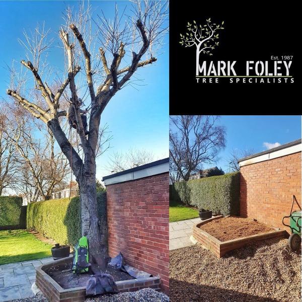 M Foley Tree Specialist
