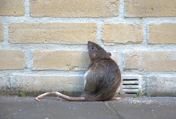 Bracken Pest Control