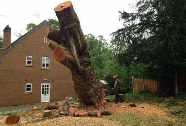 Chester Tree & Stump Removals/Chester Tree Surgeon